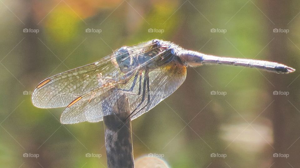 Dragonfly hangs on
