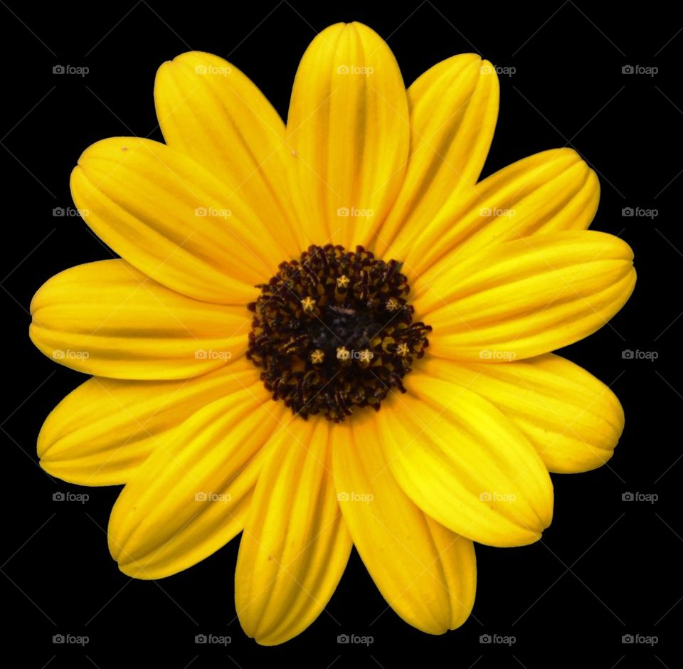 Yellow Flower