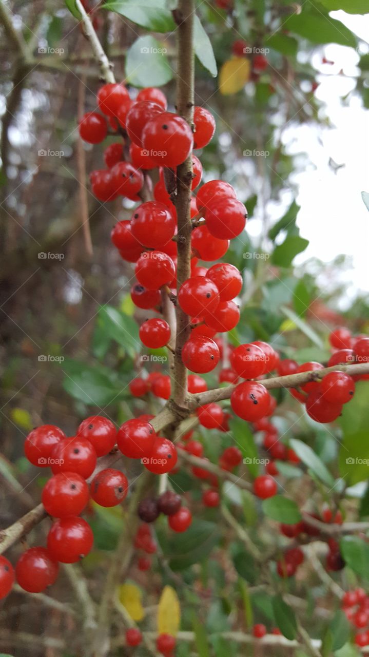 berries