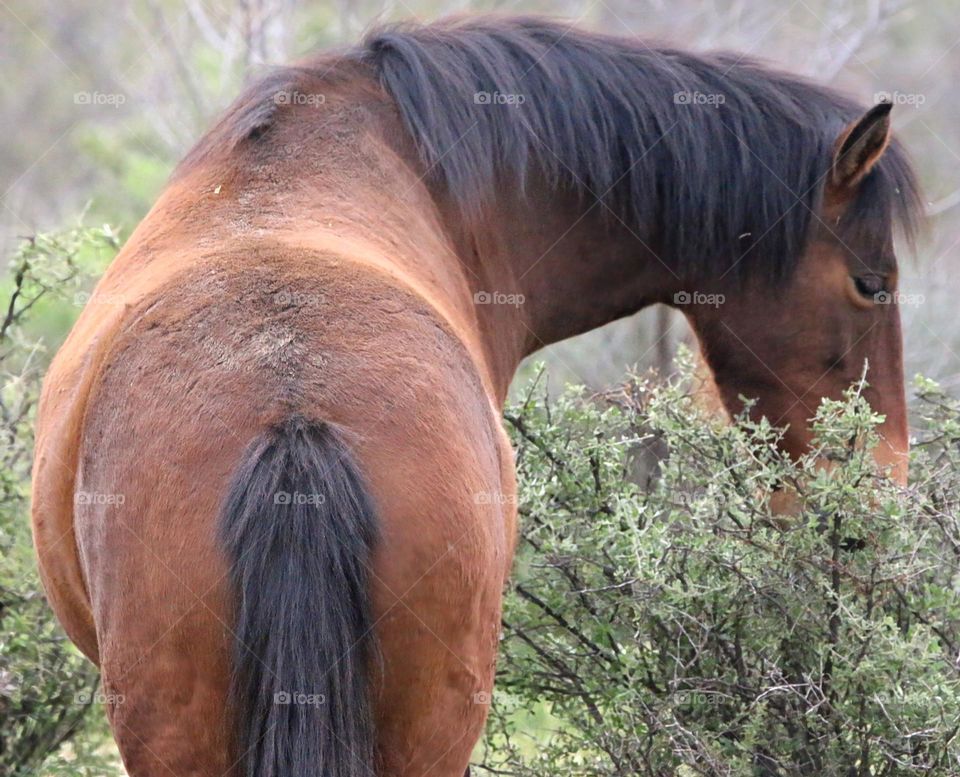 Wild Horse Eating from Bush