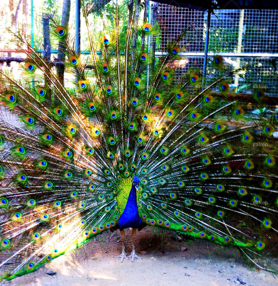 color bird feather peacock by thepostman
