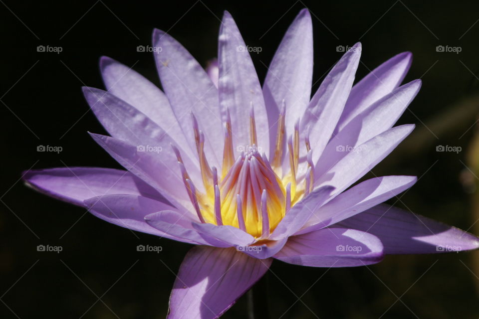 Purple Water Lilly 
