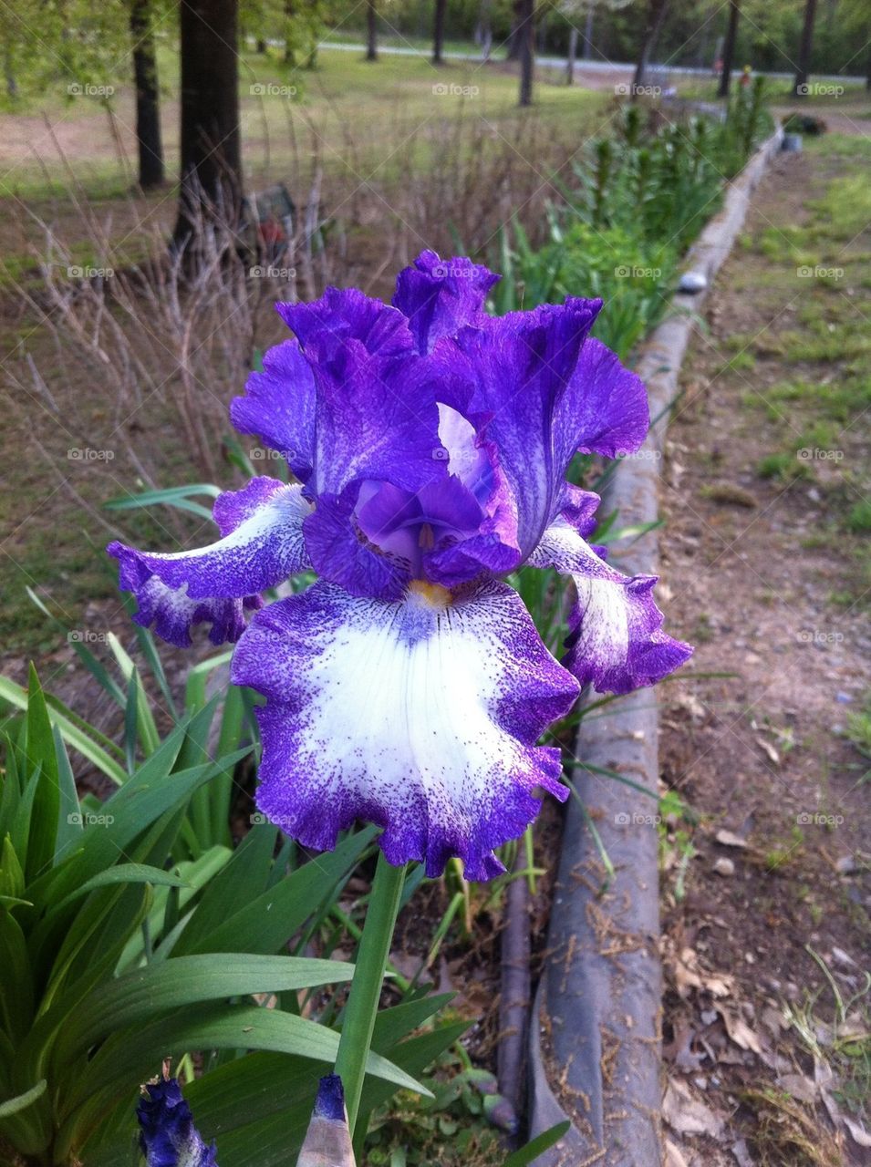 Iris 2