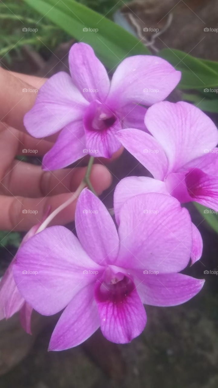 Ground orchid flower