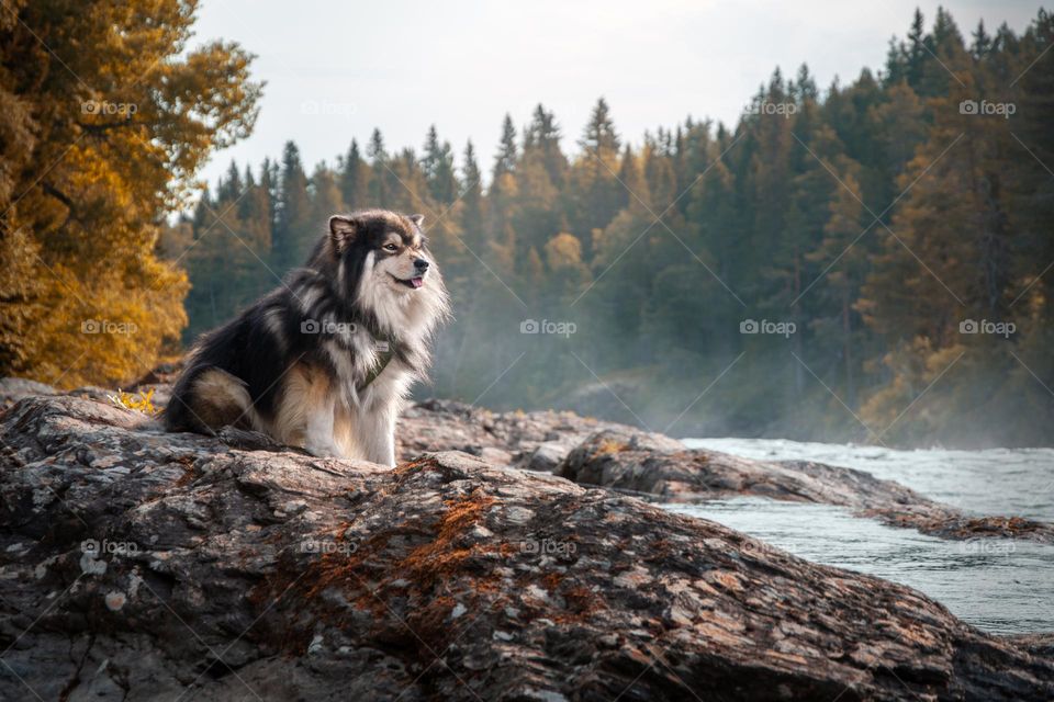 Portrait of Finnish Lapphund dog in autumn