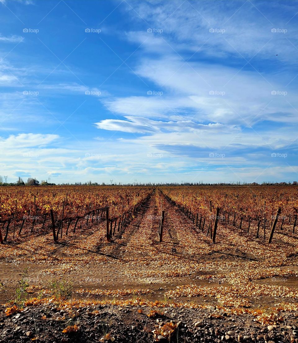 Autumn in the vineyards