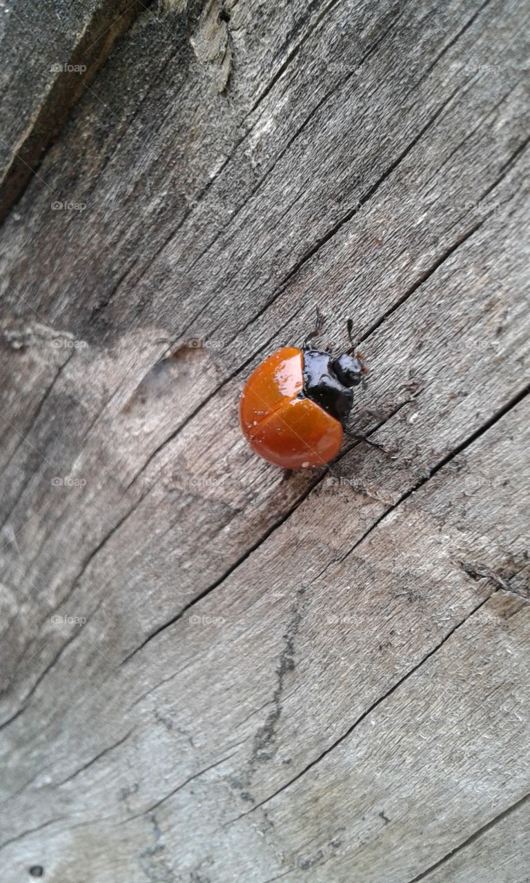 ladybug
