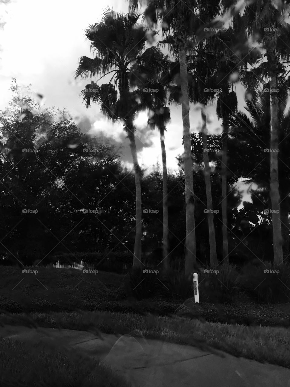 Black and White Palm tree. Palm trees 