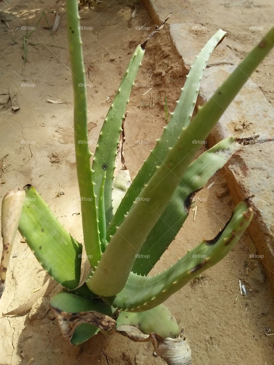 aloe vera is used for vigor, wellness and medicinal purposes since rigvedic times.health benefits of aloe Vera .the plant can be harvested every6-8weeks by removing 3-4 leaves per plant🌵