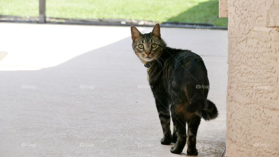 Cat walking on pavement looking back at camera