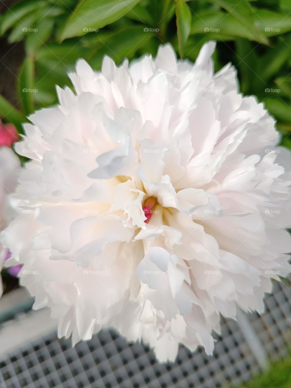 big white flower