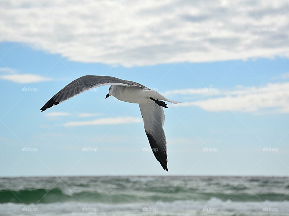 Seagull flying over the Gulf of Mexico in search of food
