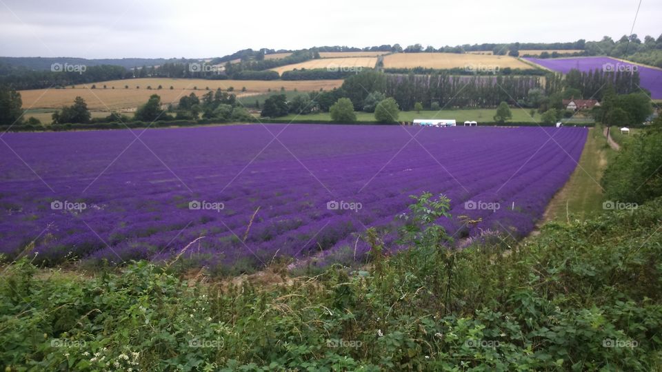 lavender field July 2015 kent