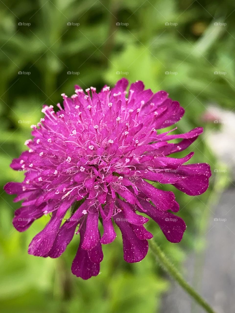 Field scabious in the garden