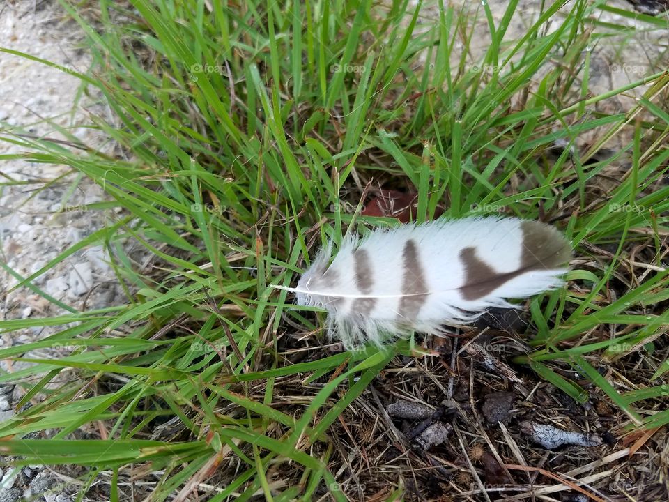 owl feather