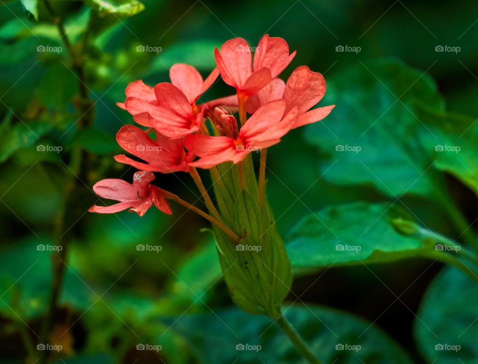 Floral photography  - crossandra