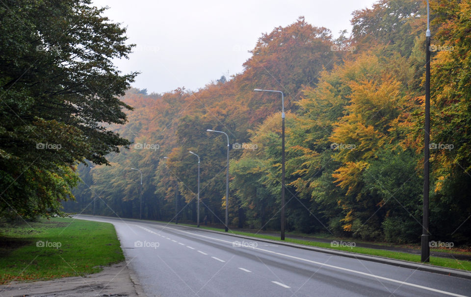 Empty road through autumn trees