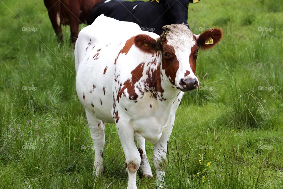 Cow standing in pasture