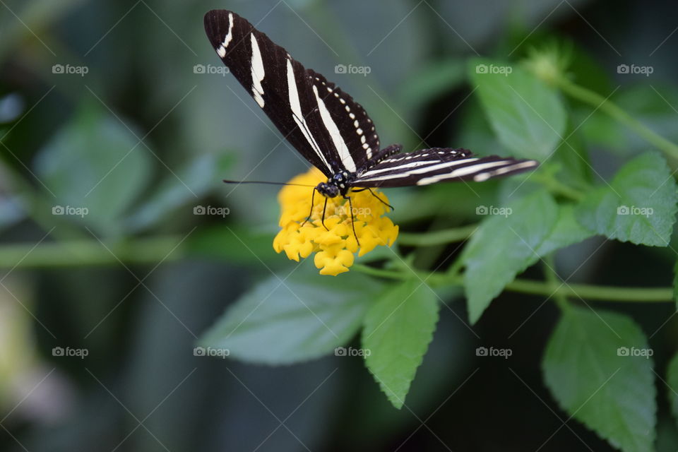 beautyful butterfly