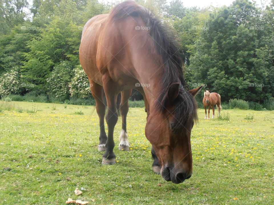 Brown Horses