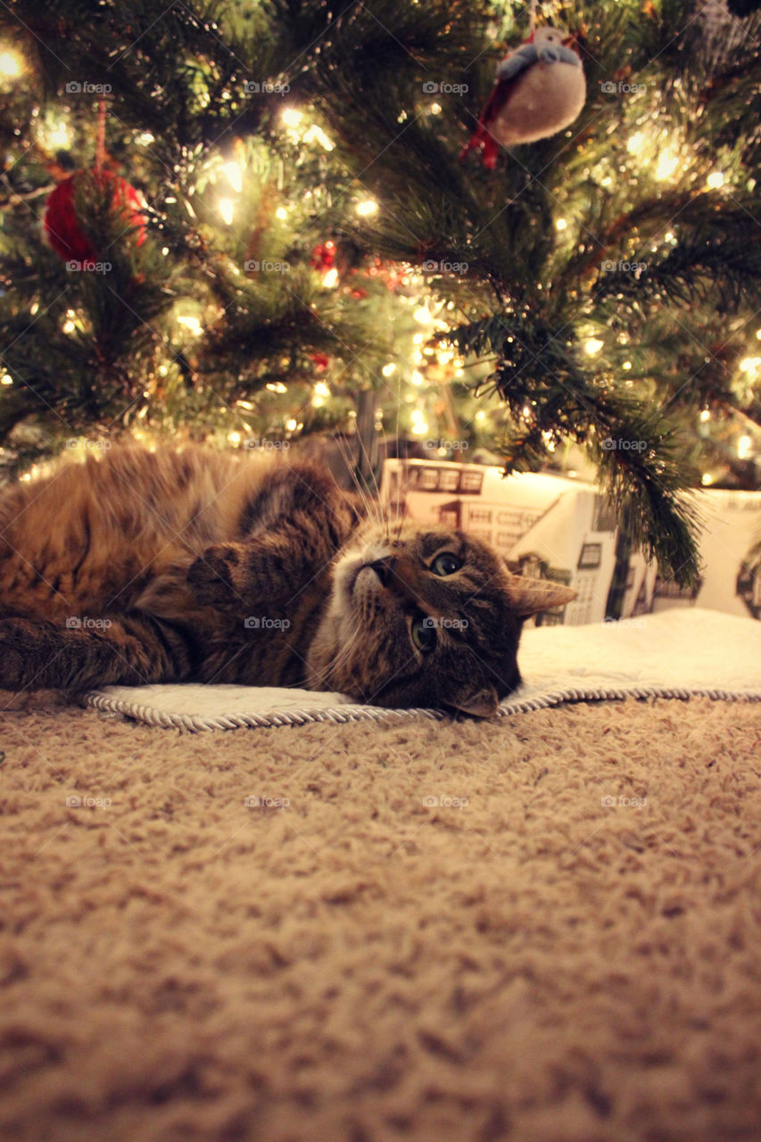 Kitty & Christmas tree