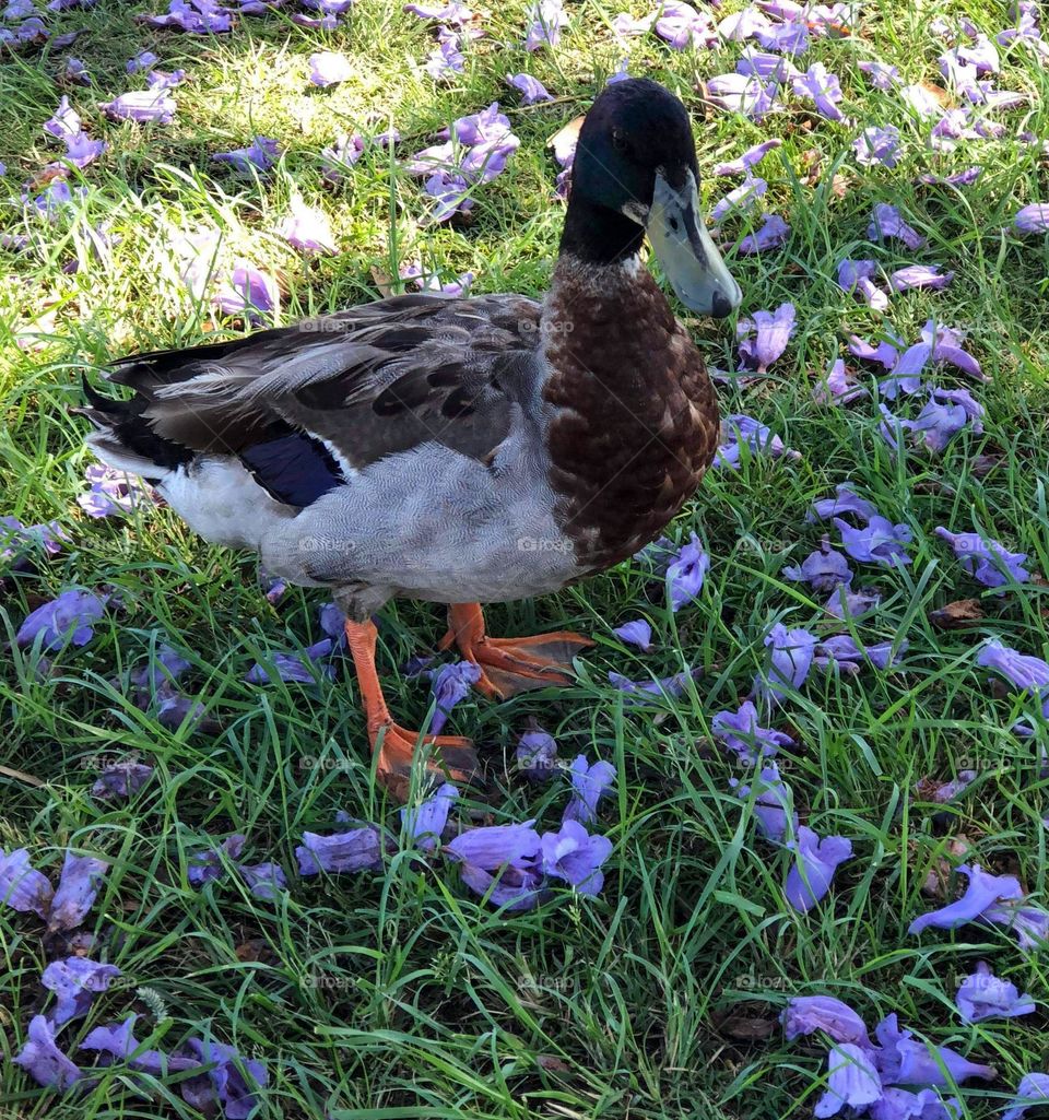 A duck standing on the grass surrounded by purple flowes The Rouen is a heavyweight breed of domesticated duck . photograph taken in coonabarabran New South Wales Australia.