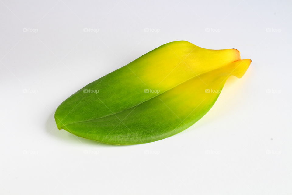 green leaf