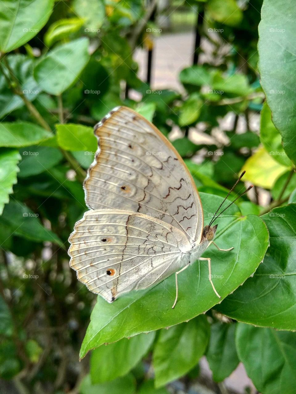 butterfly garden in nature