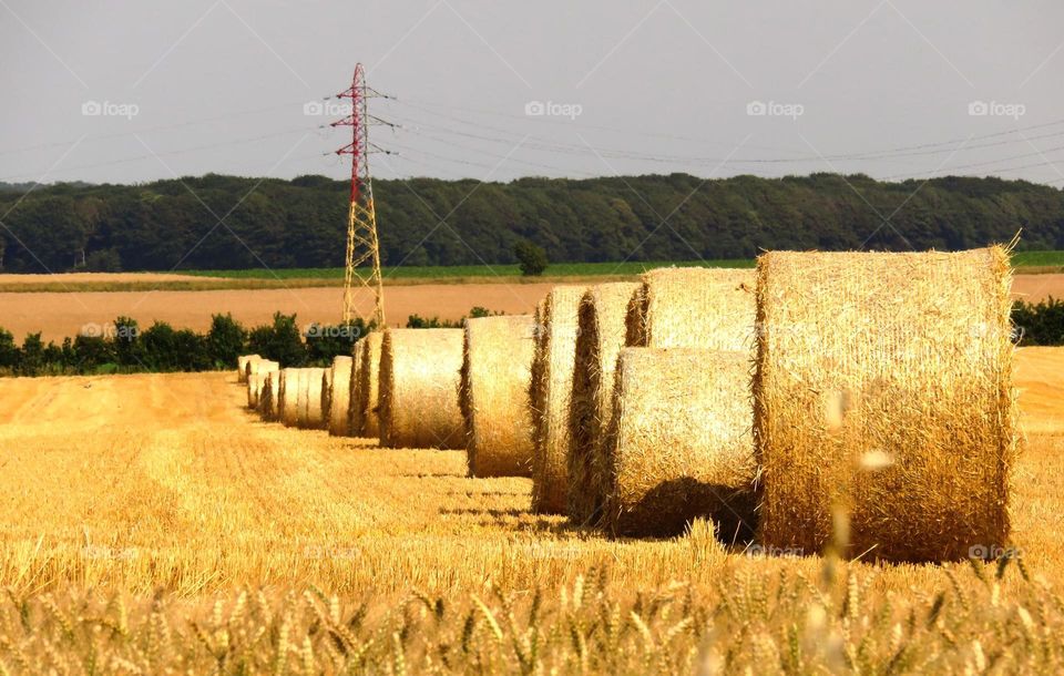 Hay bales on field