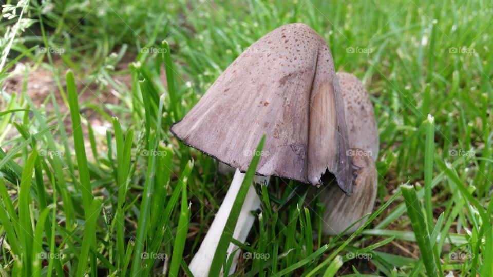 mushroom in the grass