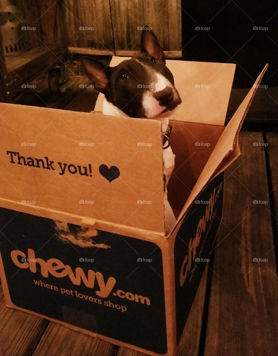 Milli Tot loves to get a package from Chewy