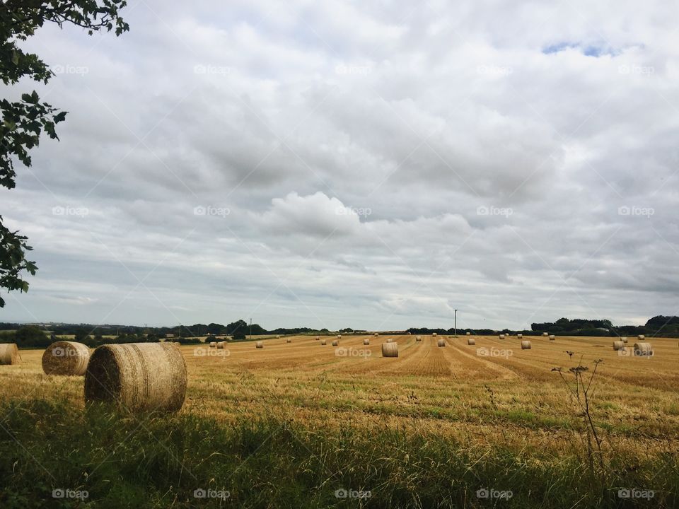 Agriculture, Hay, Farm, Field, Landscape