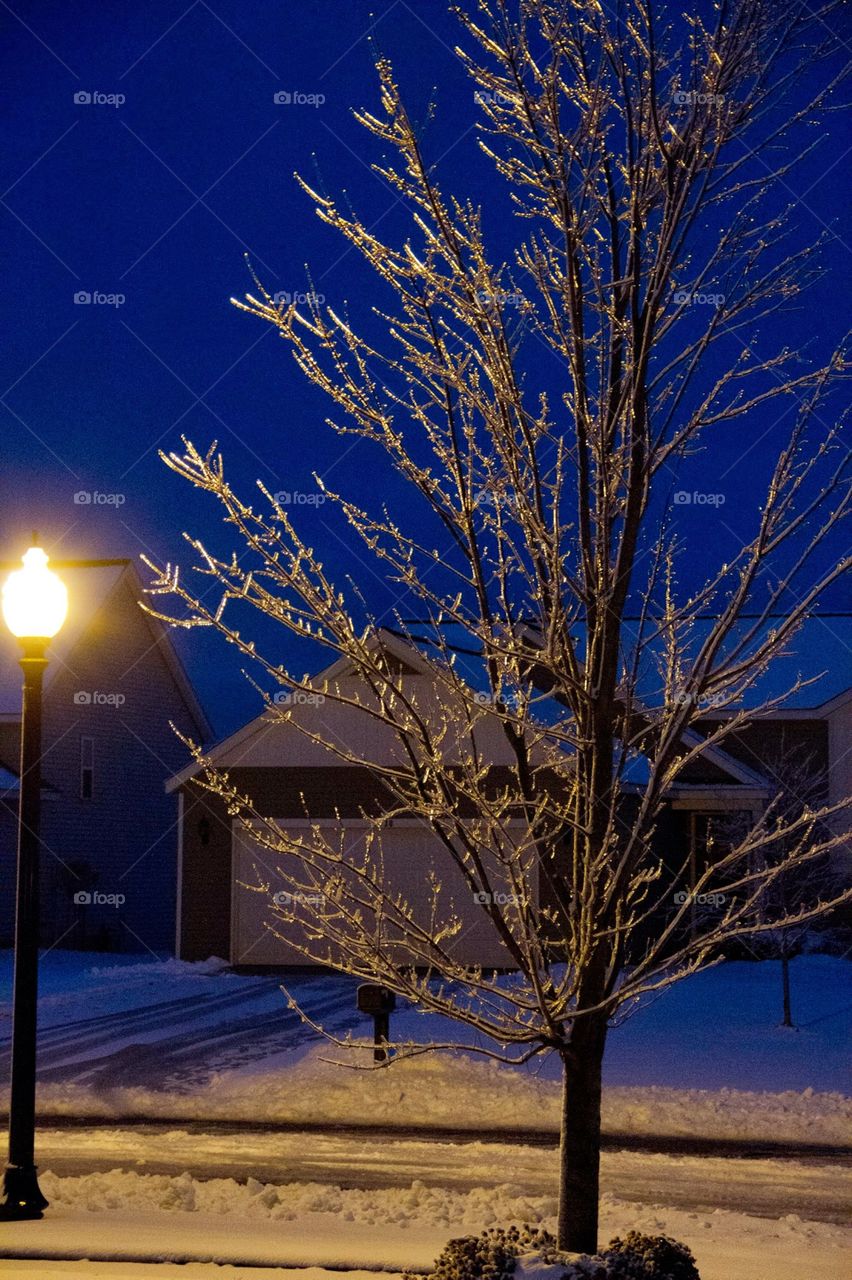 ice tree. ice storm 2014