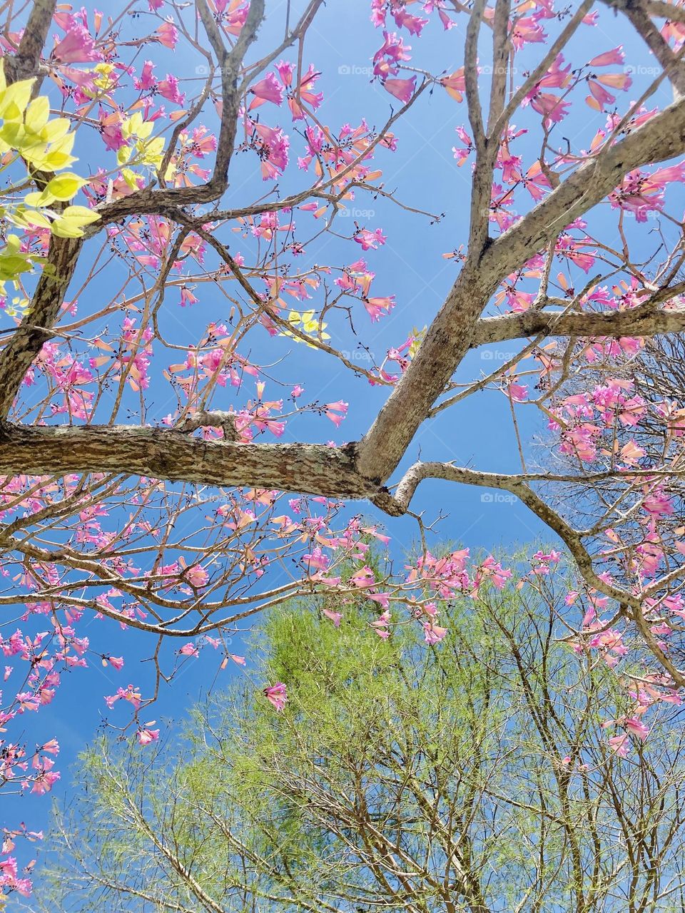 Beautiful pink blossoms on a tree