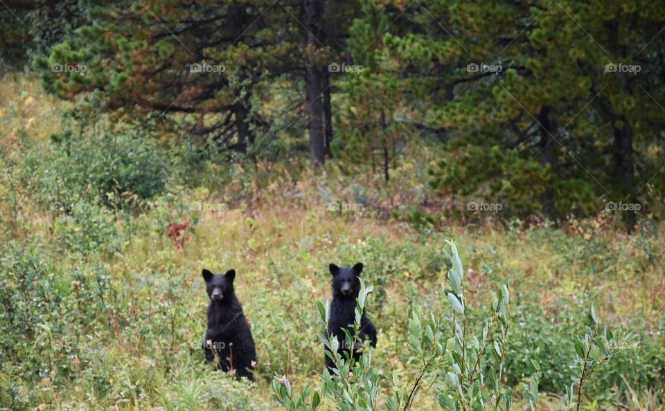 Two little bear cubs near our camping site. Is mum hanging out near us?