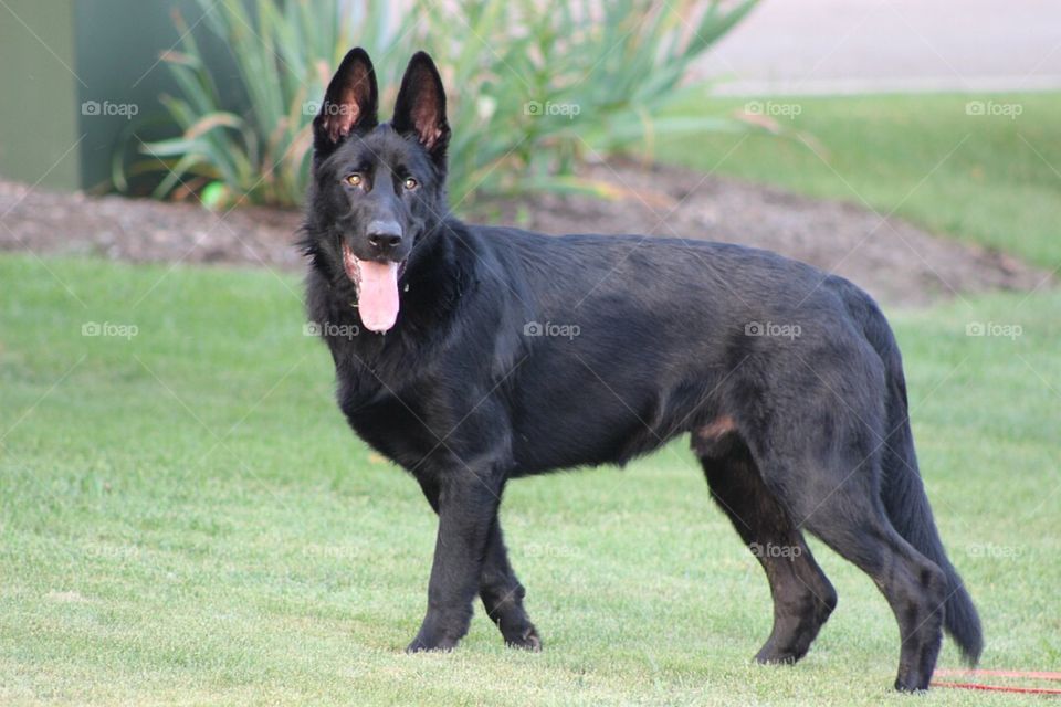 Our beautiful German Shepherd standing alert.   