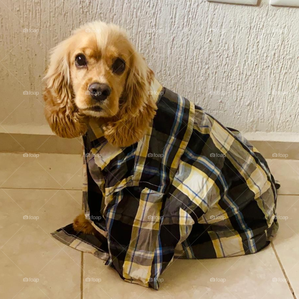 perro con camisa