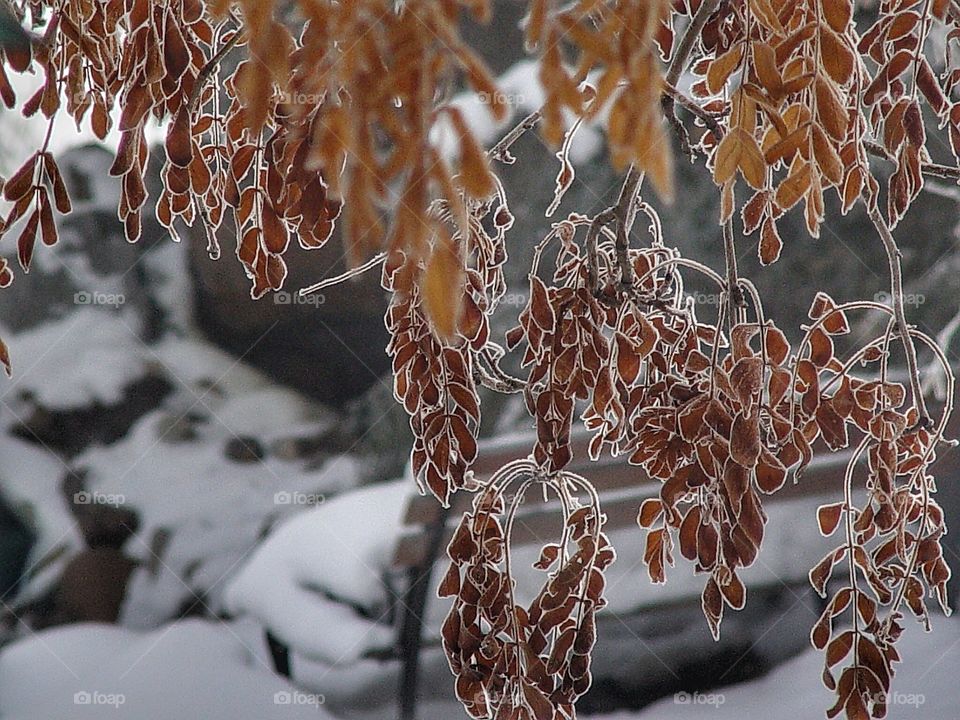 Frosty leaves and snow