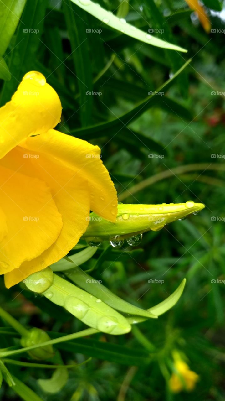 rain drop @ flower
