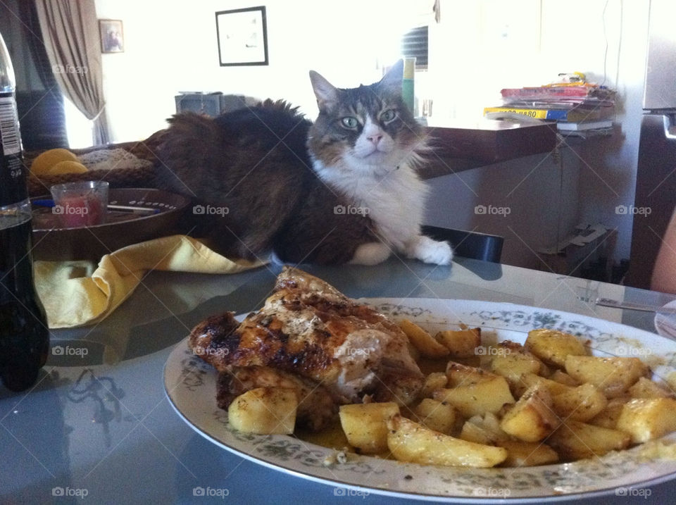 cats hungry chicken potatos by mourmour