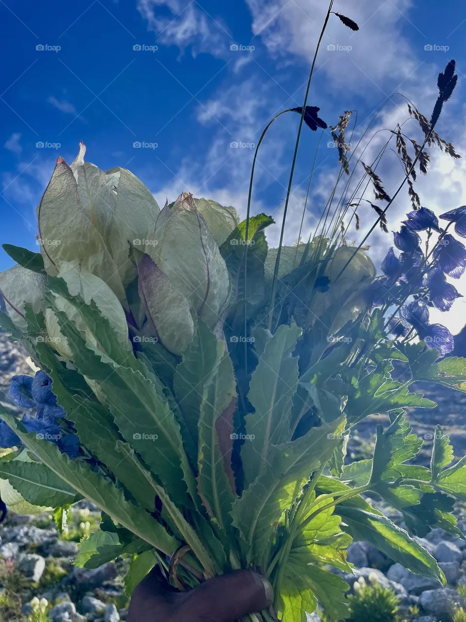 Rare auspicious flowers of Himalaya 