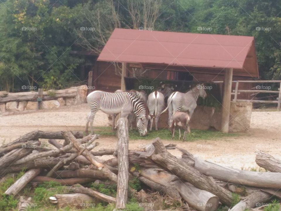 zebras