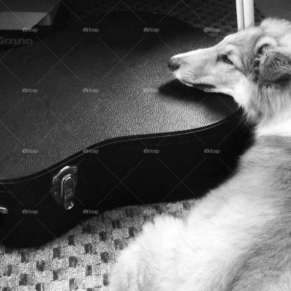 Dog and guitar