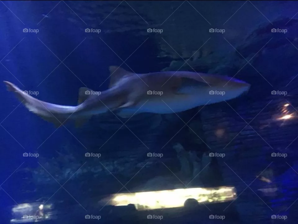oceanografic