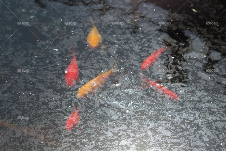 Goldfish in the fish pond