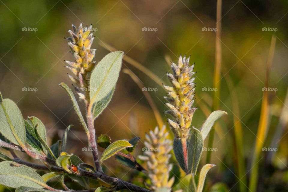 Nature, Leaf, Flora, Flower, No Person