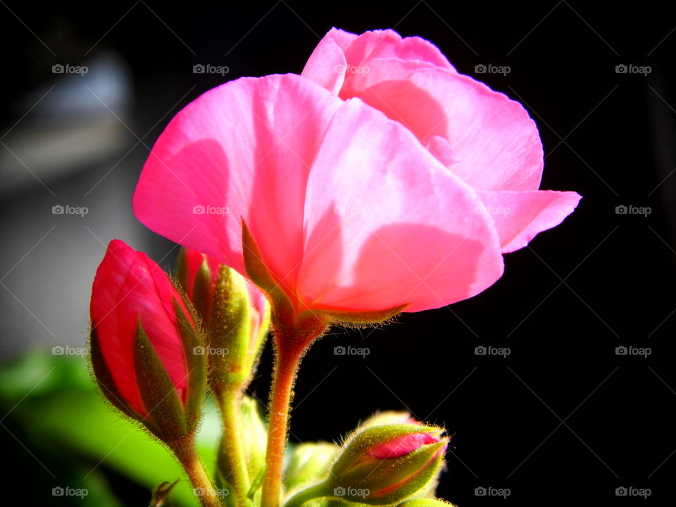pink flower in the garden