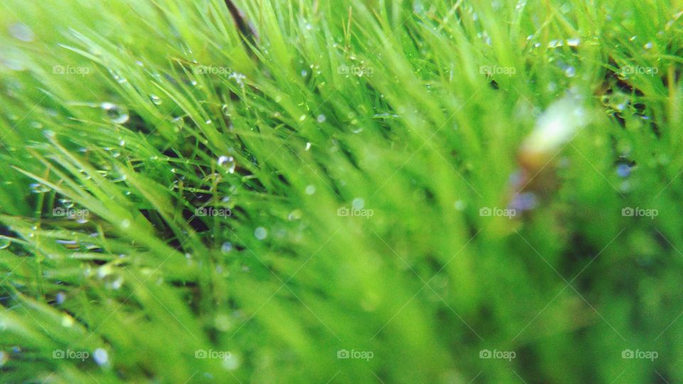 Grass after rain