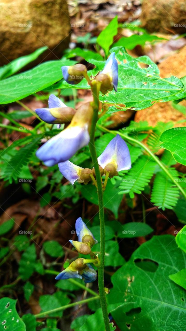 Beautiful flowers grow wild in the plantation