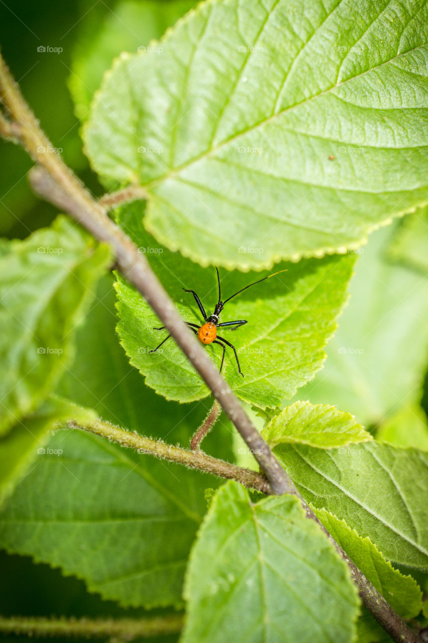 Assassin Bug Nymph Insect Close Up on a Leaf 4